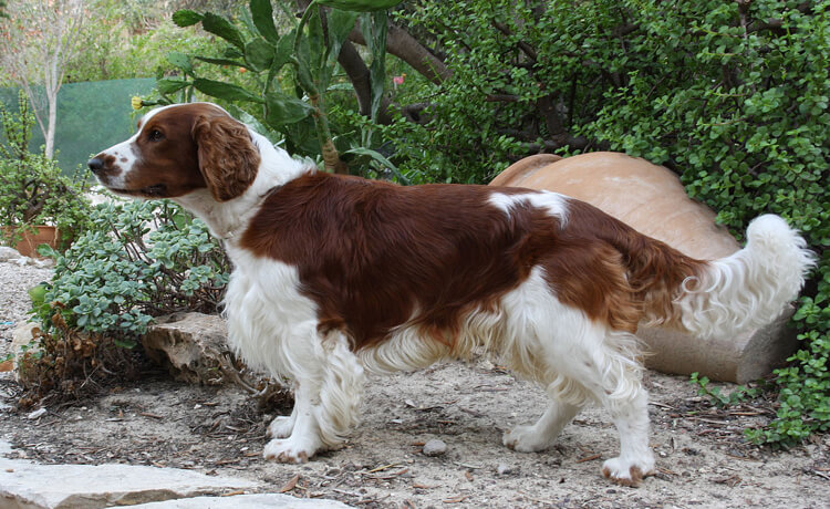 Welsh Springer Spaniel